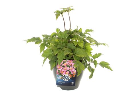 Anemone hupehensis 'Splendens'