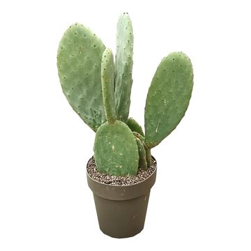 Opuntia ficus-indica