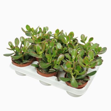 Crassula ovata 'Sunset'