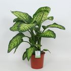 Dieffenbachia seguine LEMON TROPIC