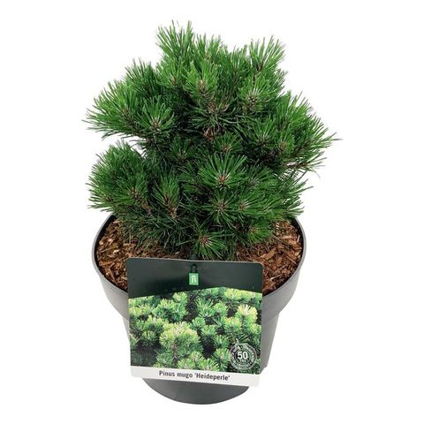 Pinus uncinata 'Heideperle'