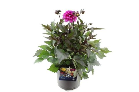 Dahlia GARDENETTA DL LAVENDER