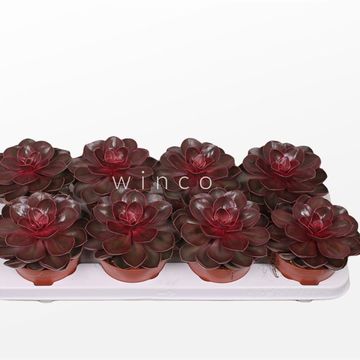 Echeveria 'Red Ruby'