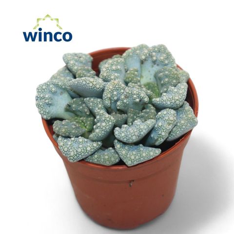 Titanopsis calcarea