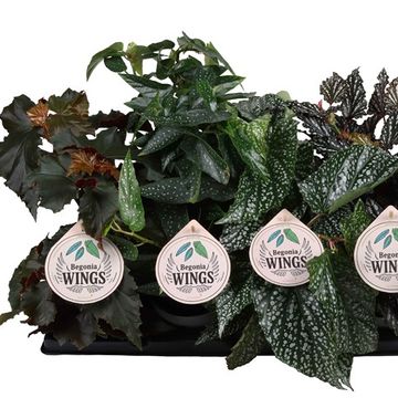 Begonia WINGS MIX