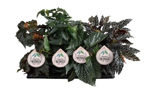 Begonia WINGS MIX