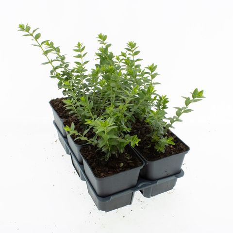 Lonicera nitida 'Maigrün'