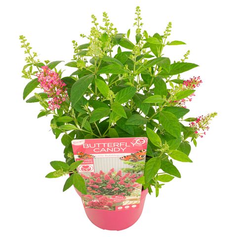Buddleja davidii BUTTERFLY CANDY LITTLE BUBBLEGUM