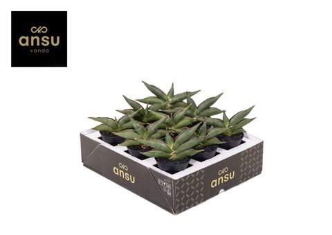 Sansevieria 'Almond Jade'