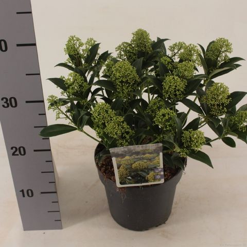 Skimmia japonica WHITE DWARF