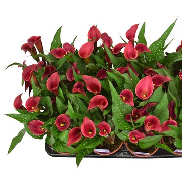 Zantedeschia 'Red Charm'