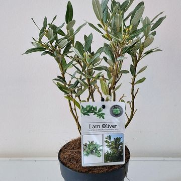 Salix helvetica