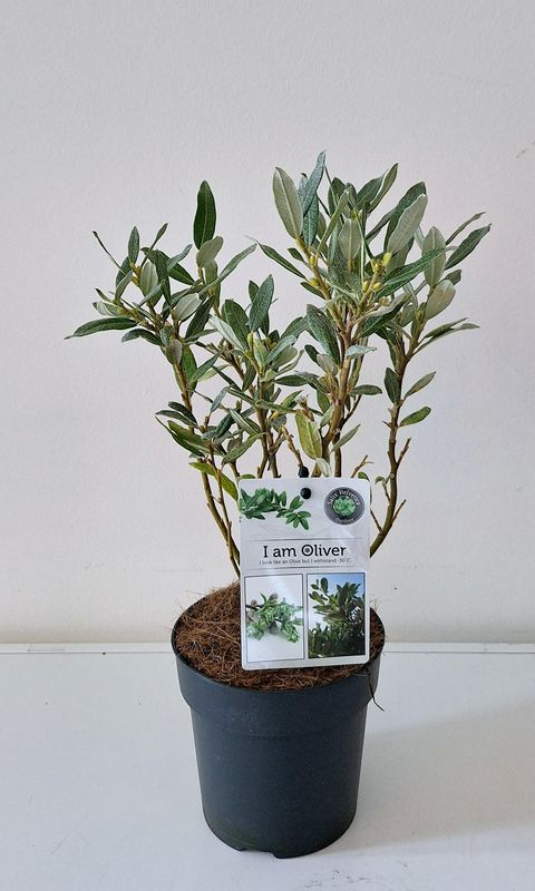 Salix helvetica