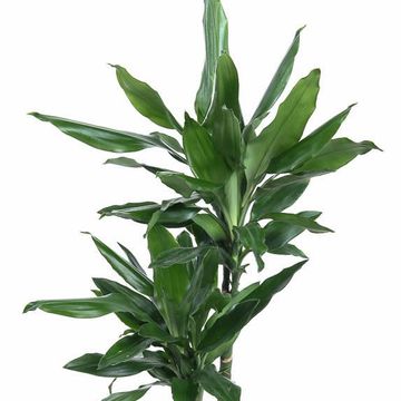 Dracaena fragrans 'Janet Lind'