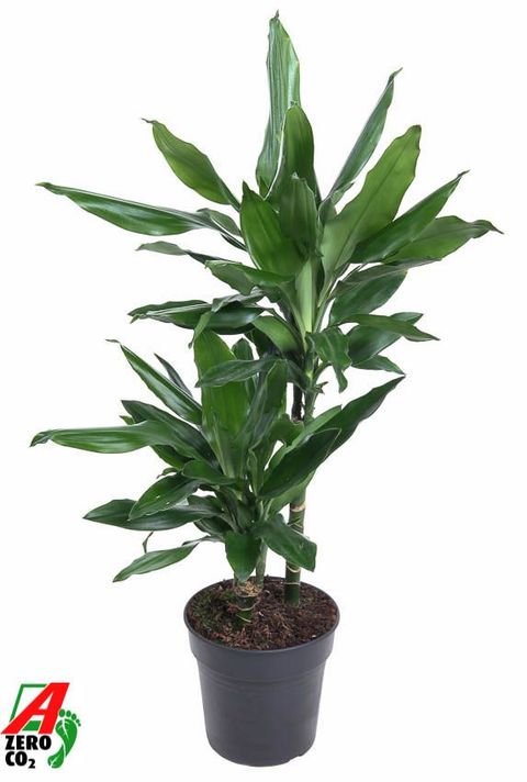 Dracaena fragrans 'Janet Lind'