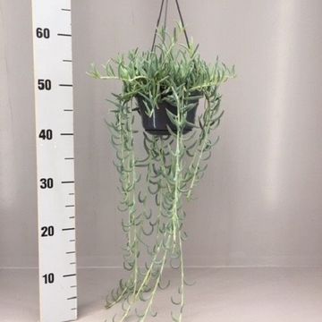 Senecio radicans