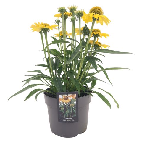 Echinacea SOMBRERO COMPACT YELLOW