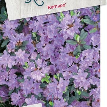 Rhododendron 'Ramapo'