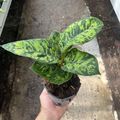 Homalomena wallisii 'Camouflage'