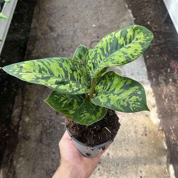 Homalomena wallisii 'Camouflage'