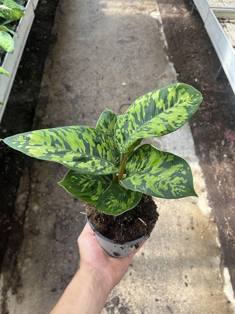 Homalomena wallisii 'Camouflage'