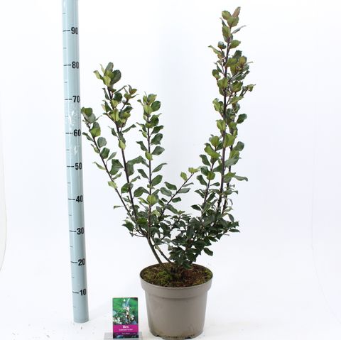 Ilex x meserveae 'Blue Prince'