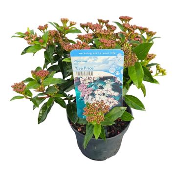 Viburnum tinus 'Eve Price'