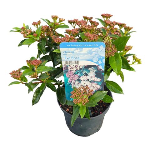 Viburnum tinus 'Eve Price'