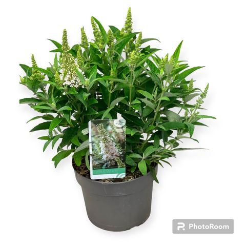Buddleja davidii BUTTERFLY CANDY LITTLE WHITE