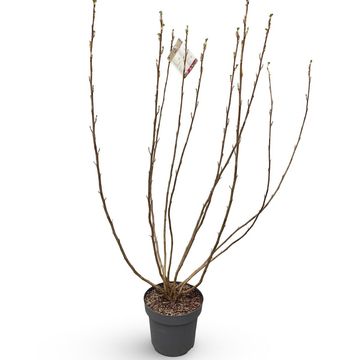 Ribes sanguineum 'Pulborough Scarlet'