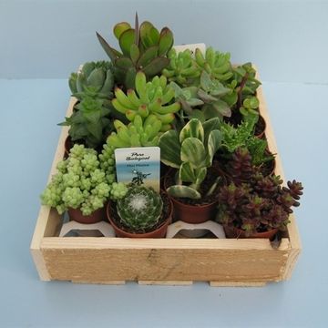 Succulents MIX