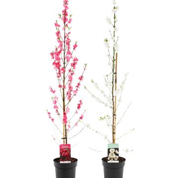 Prunus persica TAOFLORA MIX