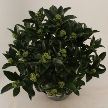Skimmia japonica WHITE GLOBE