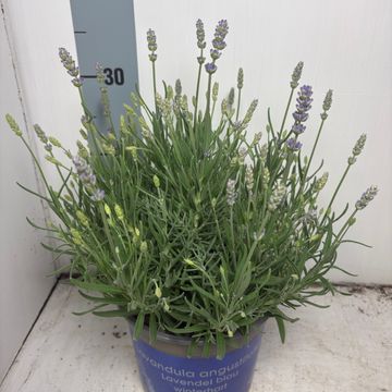 Lavandula angustifolia 'Think Twice'