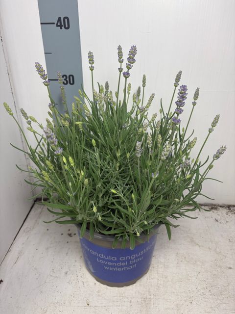 Lavandula angustifolia 'Think Twice'