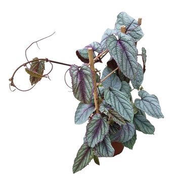 Cissus discolor FLORAMAGIC VIOLET VINE
