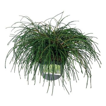 Thuja plicata 'Whipcord'