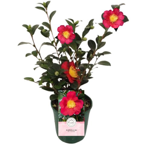 Camellia sasanqua 'Yuletide'