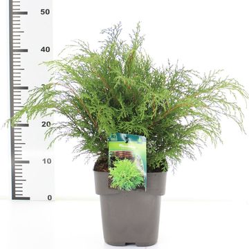 Microbiota decussata