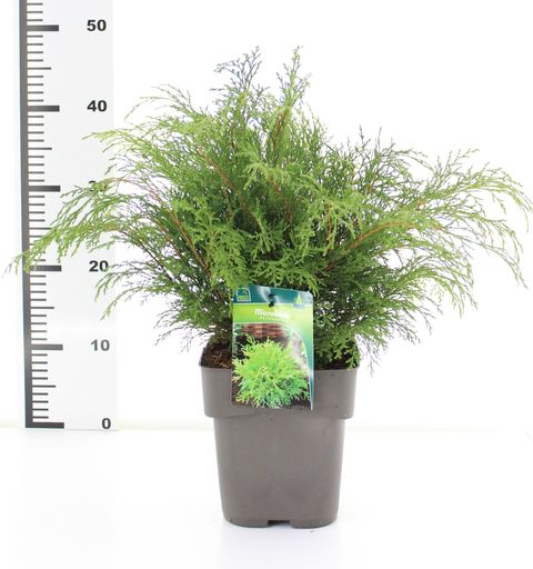 Microbiota decussata