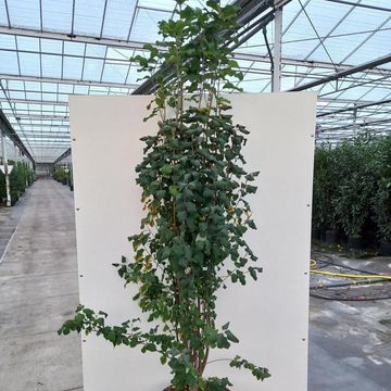 Amelanchier alnifolia 'Obelisk'