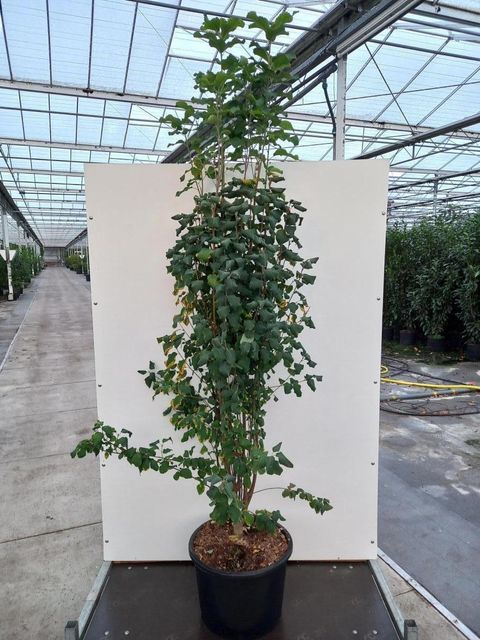 Amelanchier alnifolia 'Obelisk'