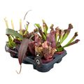 Carnivorous plants MIX