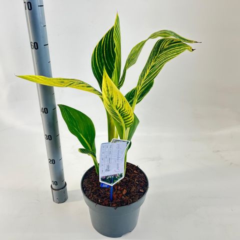 Canna 'Tropicana Gold'