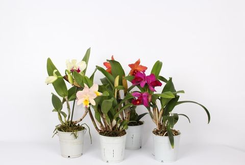 Cattleya MIX