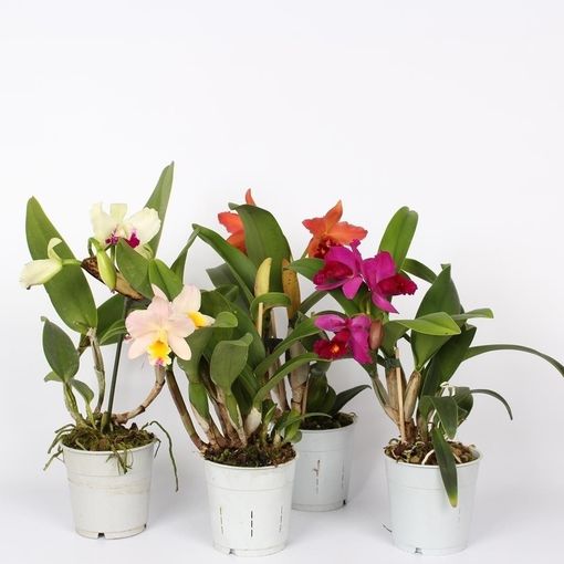 Cattleya MIX