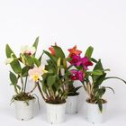 Cattleya MIX