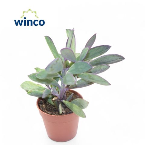 Senecio crassissimus