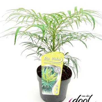 Mahonia eurybracteata 'Soft Caress'