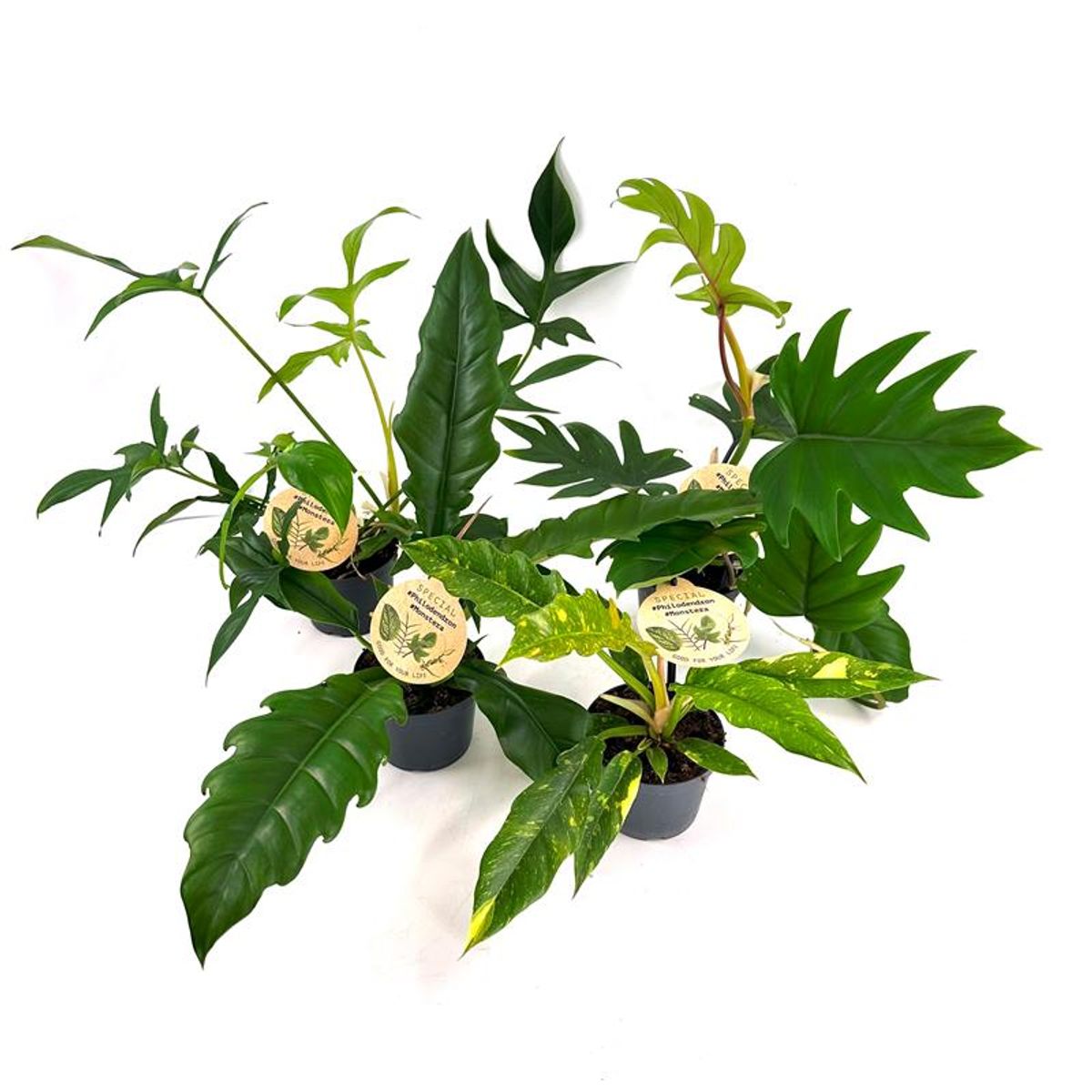 Philodendron MIX  Pflanzengrohandel FlorAccess